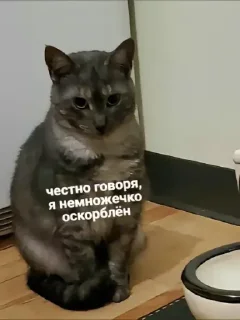 Sticker from КАТЫ И ЖАБЫЫ