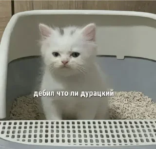 Sticker from КАТЫ И ЖАБЫЫ