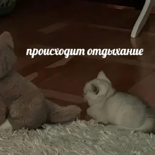 Sticker from КАТЫ И ЖАБЫЫ