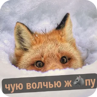 🐱 emoji Лисичка Telegram sticker 12 of 13
