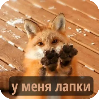 🐱 emoji Лисичка Telegram sticker 10 of 13