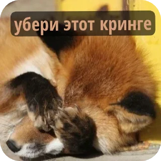 🐱 emoji Лисичка Telegram sticker 11 of 13