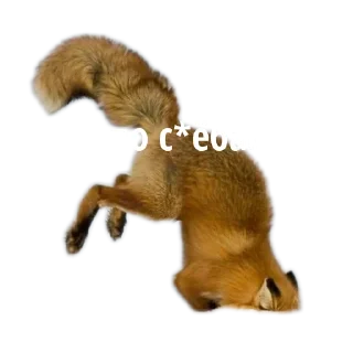 🐶 emoji Лисичка Telegram sticker 13 of 13