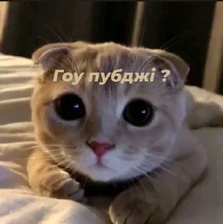🙂 emoji Стопнон Telegram sticker 24 of 51