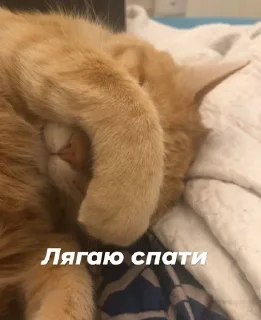 🙋‍♀️ emoji Стопнон Telegram sticker 16 of 51
