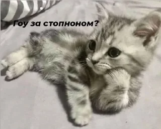 🥺 emoji Стопнон Telegram sticker 1 of 51