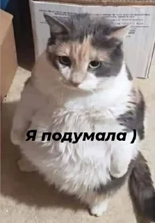 😊 emoji Стопнон Telegram sticker 20 of 51