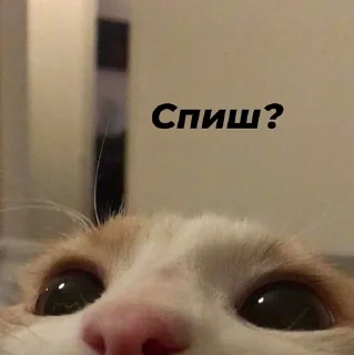 😶‍🌫️ emoji Стопнон Telegram sticker 13 of 51