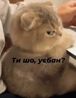 🤨 emoji Стопнон Telegram sticker 5 of 51