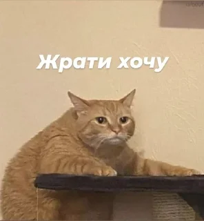 😖 emoji Стопнон Telegram sticker 18 of 51
