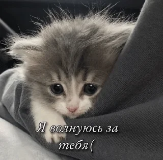 🌟 emoji кошки приятные пожелания пикчи Telegram sticker 20 of 53