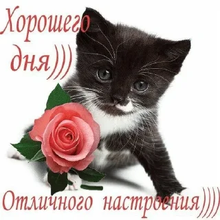 🌟 emoji кошки приятные пожелания пикчи Telegram sticker 10 of 53