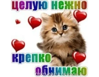 🌟 emoji кошки приятные пожелания пикчи Telegram sticker 7 of 53