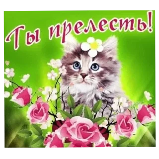 кошки приятные пожелания пикчи sticker 1