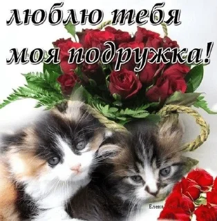 🌟 emoji кошки приятные пожелания пикчи Telegram sticker 21 of 53
