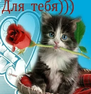 🌟 emoji кошки приятные пожелания пикчи Telegram sticker 12 of 53
