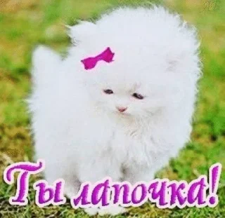 🌟 emoji кошки приятные пожелания пикчи Telegram sticker 14 of 53
