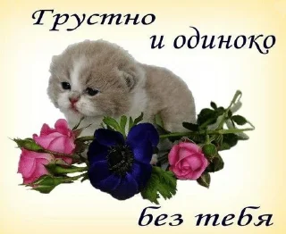 🌟 emoji кошки приятные пожелания пикчи Telegram sticker 6 of 53