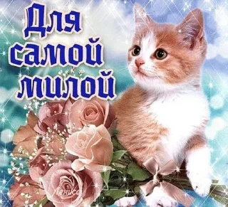 🌟 emoji кошки приятные пожелания пикчи Telegram sticker 8 of 53