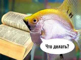 😶 emoji рыбы.. :: @morokkkkkkk Telegram sticker 5 of 9
