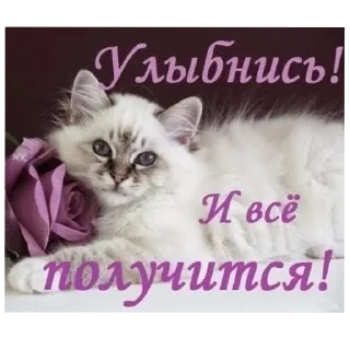 🌟 emoji кошки приятные пожелания пикчи Telegram sticker 22 of 53