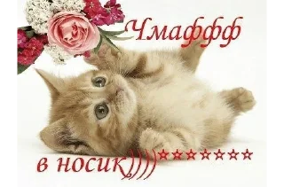 🌟 emoji кошки приятные пожелания пикчи Telegram sticker 9 of 53