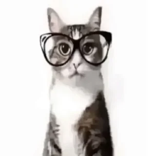 🤓 emoji котики как смысл жизни Telegram sticker 22 of 65