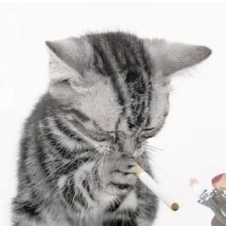 🚬 emoji котики как смысл жизни Telegram sticker 8 of 65