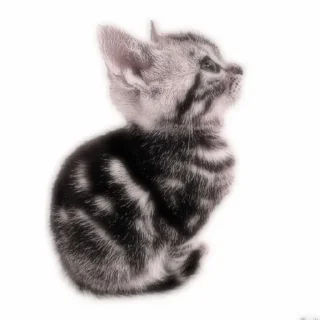 🌧️ emoji котики как смысл жизни Telegram sticker 18 of 65