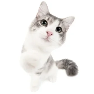 🤍 emoji котики как смысл жизни Telegram sticker 10 of 65