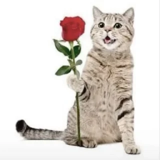 🌹 emoji котики как смысл жизни Telegram sticker 9 of 65