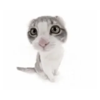 ❔ emoji котики как смысл жизни Telegram sticker 13 of 65