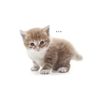 😶 emoji котики как смысл жизни Telegram sticker 12 of 65