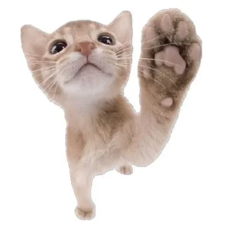 🖐️ emoji котики как смысл жизни Telegram sticker 15 of 65