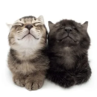😺 emoji котики как смысл жизни Telegram sticker 14 of 65