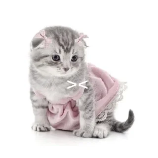 🎀 emoji котики как смысл жизни Telegram sticker 24 of 65