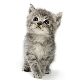 ❕ emoji котики как смысл жизни Telegram sticker 19 of 65