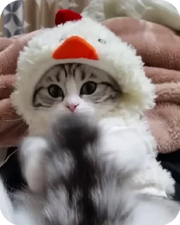 котёнок ШИЗОИД @freeKITTENSHIZ sticker 2