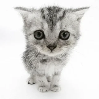 😢 emoji котики как смысл жизни Telegram sticker 17 of 65