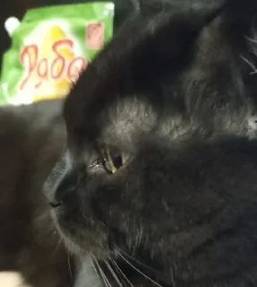Sticker from кот котара котаррэ