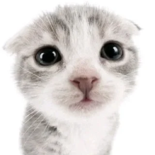 🫠 emoji котики как смысл жизни Telegram sticker 11 of 65