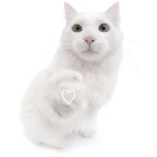 🤍 emoji котики как смысл жизни Telegram sticker 16 of 65