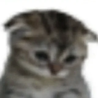 🥺 emoji котики как смысл жизни Telegram sticker 20 of 65