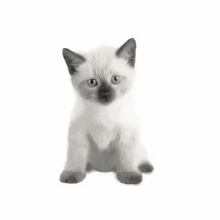 👀 emoji котики как смысл жизни Telegram sticker 6 of 65