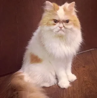 😠 emoji мс пох Telegram sticker 20 of 120