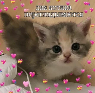 🥺 emoji ^kitty.^ Telegram sticker 17 of 30