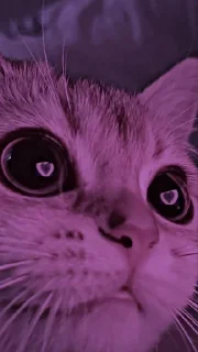 Sticker from cats🐈