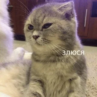 😠 emoji ^kitty.^ Telegram sticker 20 of 30