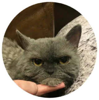 Sticker from Что-то