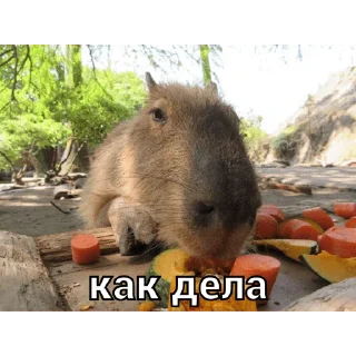 Sticker from капи